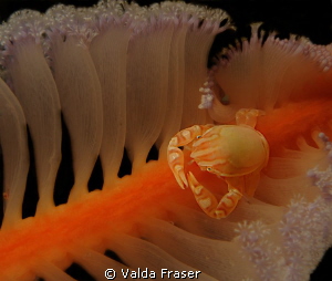 This sea pen is home to a porcelain crab that is feeding ... by Valda Fraser 